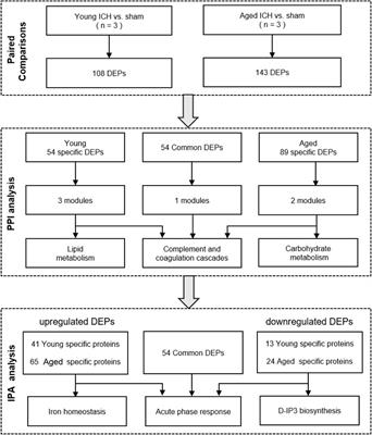 Age-related changes after intracerebral hemorrhage: a comparative proteomics analysis of perihematomal tissue